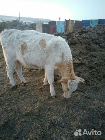 Продам молодых коров с телятами, ёмкость 3 куба, н купить на Зозу.ру - фотография № 2