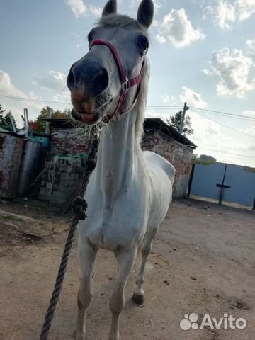 Спортивная лошадь купить на Зозу.ру - фотография № 1