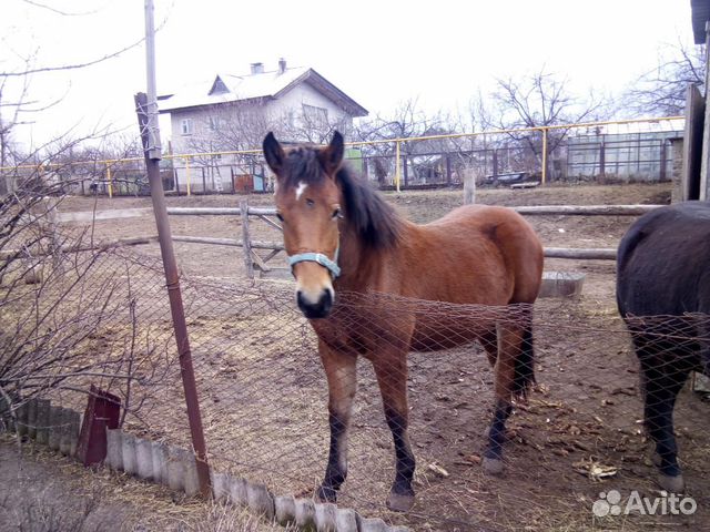 Продам лошадей купить на Зозу.ру - фотография № 3