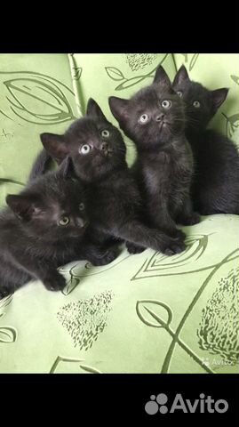 Черные котята в добрые руки купить на Зозу.ру - фотография № 1