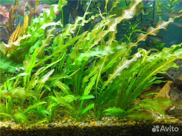 Растения для аквариума купить на Зозу.ру - фотография № 3