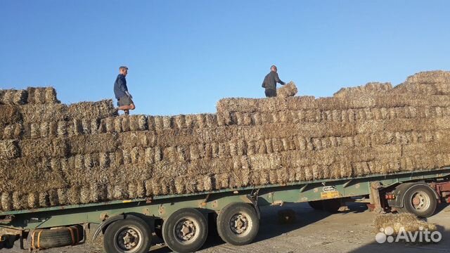Продается сено солома.ячменная пшеничная рожь купить на Зозу.ру - фотография № 1