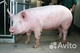 Продаются свиньи живым весом купить на Зозу.ру - фотография № 1