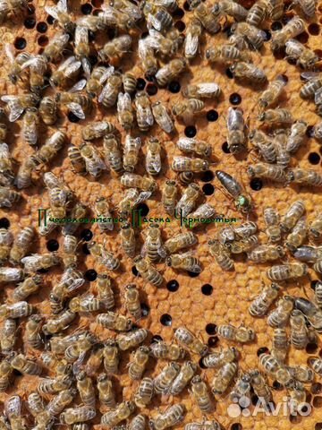 Пчелопакеты: Карпатка, Карника, Бакфаст купить на Зозу.ру - фотография № 2