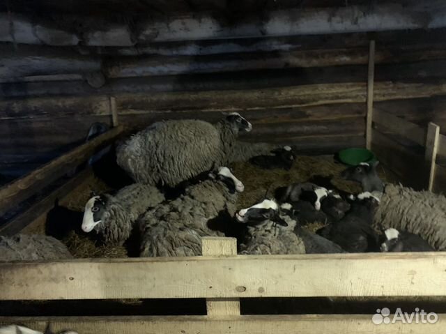 Овцы стадо купить на Зозу.ру - фотография № 6