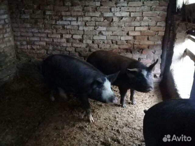 Свиньи на мясо купить на Зозу.ру - фотография № 2