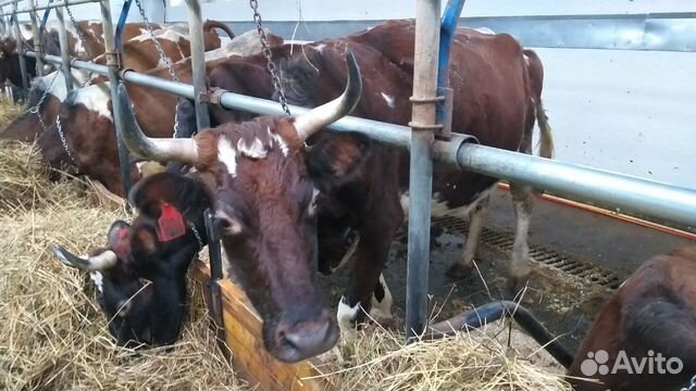 Крс на убой (телки) выбраковка бык производитель купить на Зозу.ру - фотография № 6