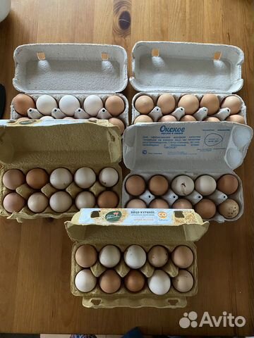 Яйцо инкубационное Брама купить на Зозу.ру - фотография № 1