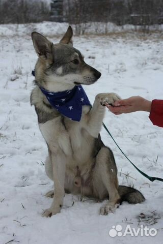 Добрый щенок Вульфи в дар купить на Зозу.ру - фотография № 8