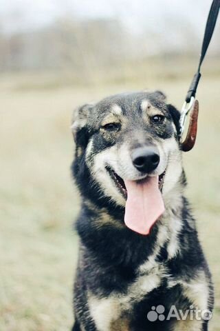 Собака- позитив в дар купить на Зозу.ру - фотография № 8