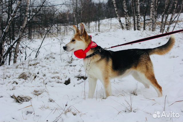 Отдам в хорошие руки, нежную собаку Эви