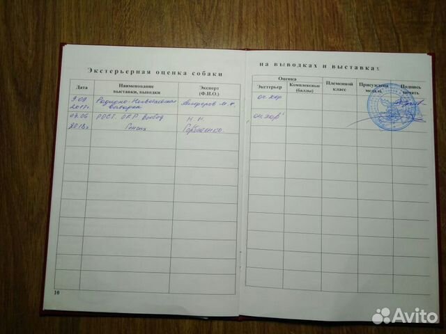 Вязка русская гончая, выжлец для вязки купить на Зозу.ру - фотография № 5