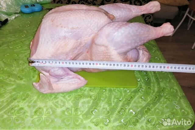 Индейка мясо индюшатина Индейка мясо индюшатина