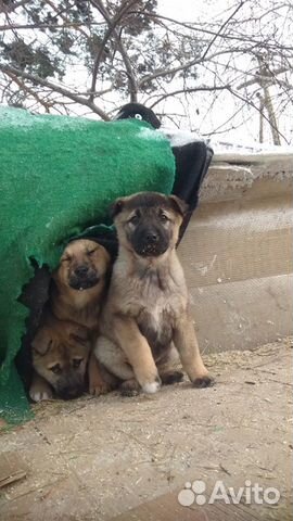 Щенки от крупной сторожевой собаки купить на Зозу.ру - фотография № 5