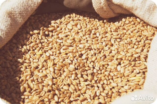 Пшеница зерно купить на Зозу.ру - фотография № 1