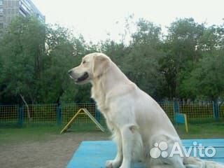 Пропала собака купить на Зозу.ру - фотография № 2