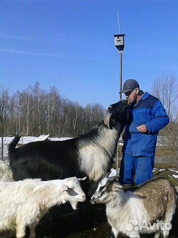 Продам козу купить на Зозу.ру - фотография № 5