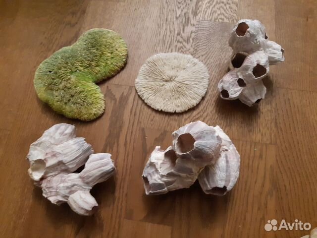 Натуральные кораллы, кенийские камни Натуральные кораллы, кенийские камни