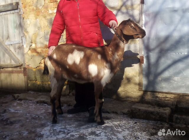 Коза купить на Зозу.ру - фотография № 3