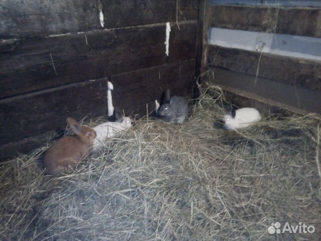 Кролики кролы купить на Зозу.ру - фотография № 2