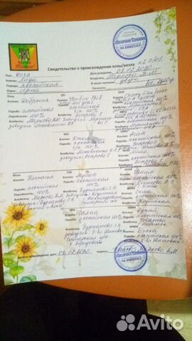 Коза альпийская ч\п купить на Зозу.ру - фотография № 7