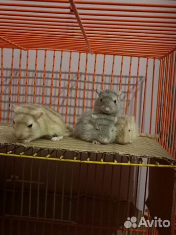 Песчанка