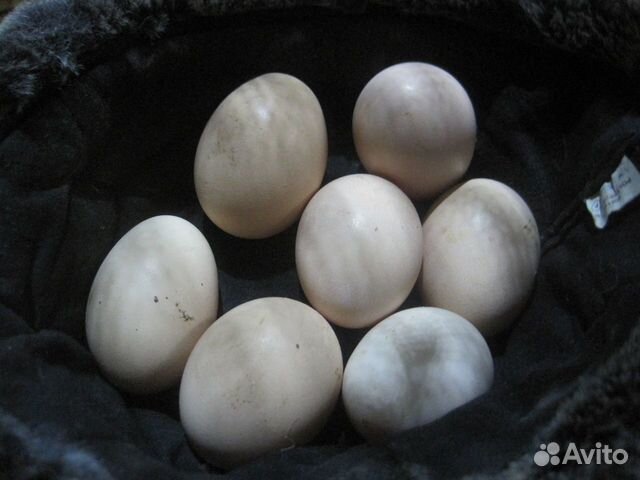 Инкубационное яйцо кучинская купить на Зозу.ру - фотография № 1