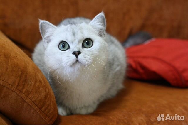 Британская серебристая кошечка Британская серебристая кошечка