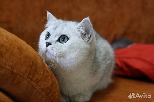 Британская серебристая кошечка Британская серебристая кошечка