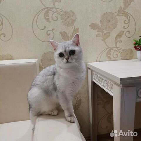 Отдам кота, кастрирован купить на Зозу.ру - фотография № 1