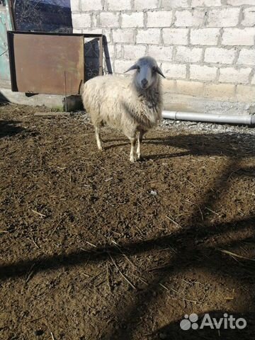 Овца купить на Зозу.ру - фотография № 2