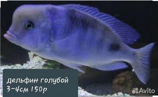 Аквариумные рыбки купить на Зозу.ру - фотография № 3