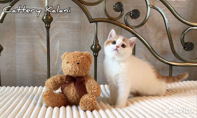 Очаровательный котенок из питомника Kalani купить на Зозу.ру - фотография № 2