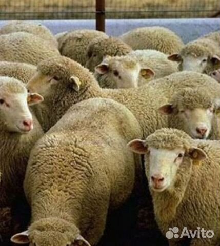 Камаз меняю на овец и баранов купить на Зозу.ру - фотография № 1