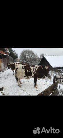 Коровы высокоудойные купить на Зозу.ру - фотография № 5