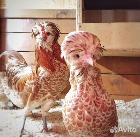 Инк.яйцо и цыплята редких пород кур купить на Зозу.ру - фотография № 5