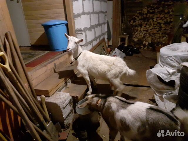 Дойные породистые козы купить на Зозу.ру - фотография № 4