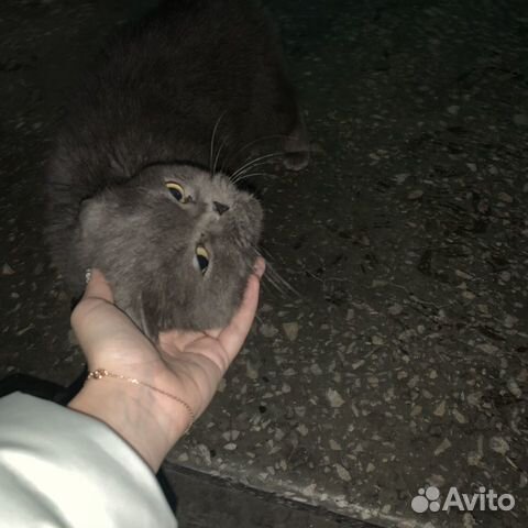 Котик купить на Зозу.ру - фотография № 4