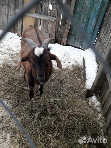 Альпийско-нубийские козлята и козел купить на Зозу.ру - фотография № 8