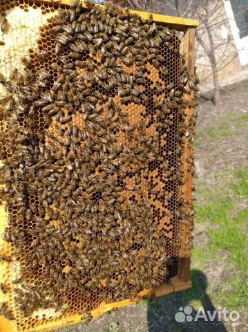 Пчелапакеты Пятигорска купить на Зозу.ру - фотография № 9