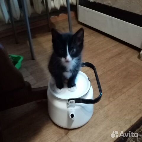 Отдаю котят от домашней кошечки