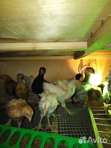 Цыплята разных видов и возраста купить на Зозу.ру - фотография № 2