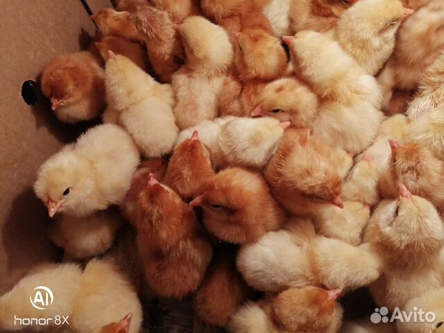Продам цыплят Ломан браун купить на Зозу.ру - фотография № 2