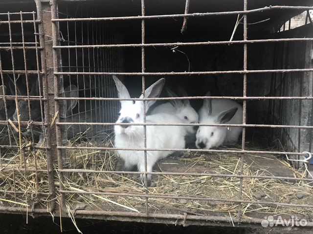 Кролики (крольчата) купить на Зозу.ру - фотография № 3