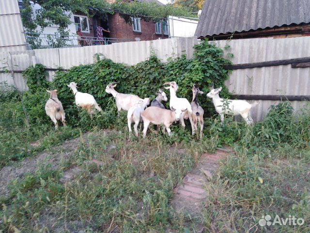 Продаются козлятa и козы купить на Зозу.ру - фотография № 4