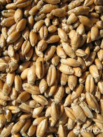 Продаётся пшеница купить на Зозу.ру - фотография № 1
