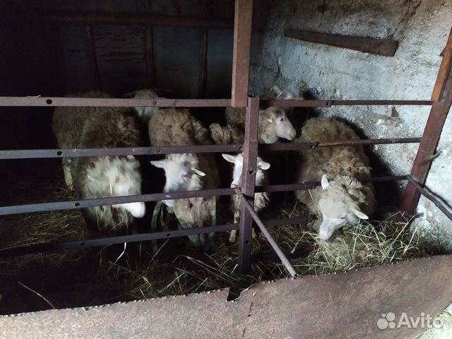 Овцы Ярки на завод на мясо купить на Зозу.ру - фотография № 2
