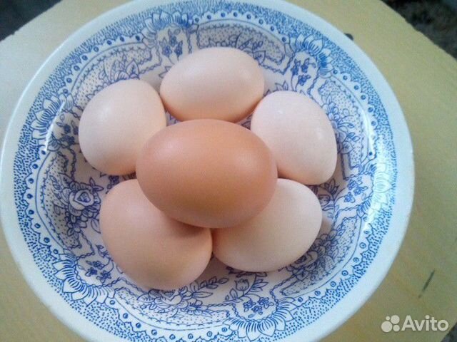 Куриные яйца (кушать или на инкубацию) купить на Зозу.ру - фотография № 1