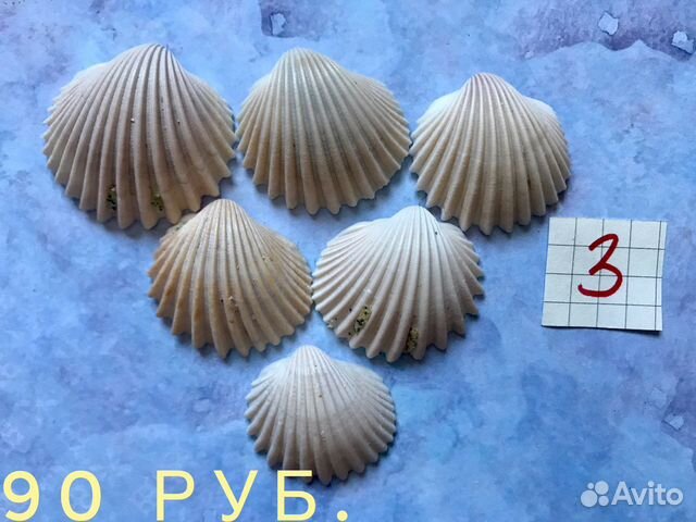 Морские ракушки гребешки купить на Зозу.ру - фотография № 10