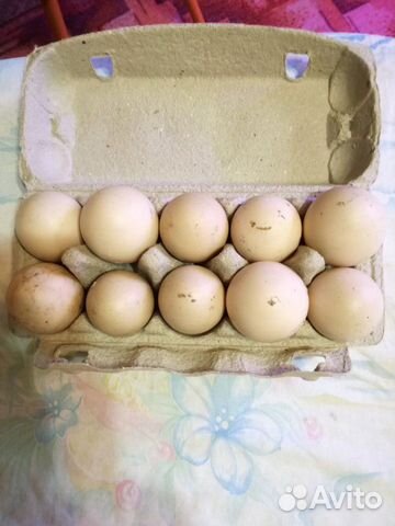 Яйцо инкубационное утиное купить на Зозу.ру - фотография № 1